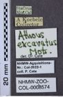 Etiketten zu Athous excavatus (NHMW-ZOO-COL-0008574)